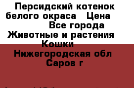 Персидский котенок белого окраса › Цена ­ 35 000 - Все города Животные и растения » Кошки   . Нижегородская обл.,Саров г.